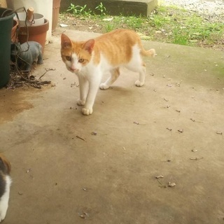☆子猫の里親募集　茶白の男の子☆⑦