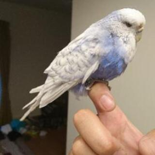 爬虫類　鳥　レオパ　ニシアフ　ヒヨウモン − 長野県