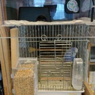 爬虫類　鳥　レオパ　ニシアフ　ヒヨウモン - メンバー募集