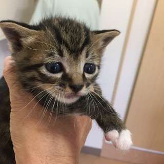 生後１ヶ月の子猫もらってください