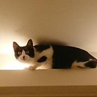 猫の迷子