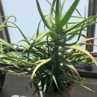 アロエ☆キダチアロエ☆観葉植物☆ベランダガーデニング☆栽培☆苗☆...