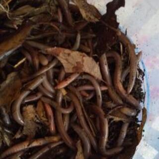 うなぎ釣り用ミミズ