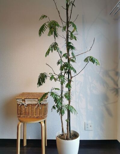 観葉植物 エバーフレッシュ 高さ約2m