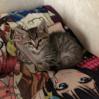 元気な子猫です。