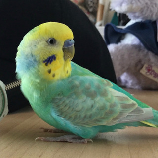 セキセイインコ　→→見つかりました‼️