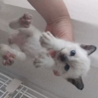 決まりました。生後１ヶ月。No.40、42、43、44くん。 − 鳥取県