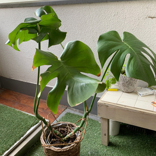 観葉植物　モンステラ