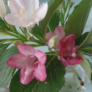山野草　植物　花　イカリ草　ホタルブクロ  ガーデニングの画像