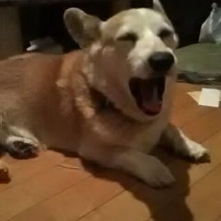 探してます♪