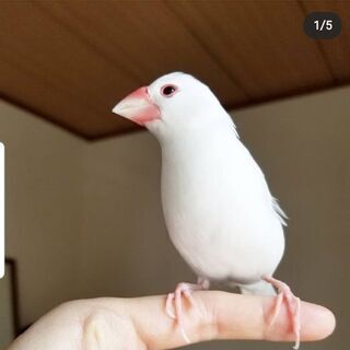 藤沢で白文鳥探しています！