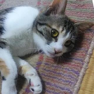 更新しました！綺麗な三毛猫です。可愛がってくださるかた募集してます！ - 猫