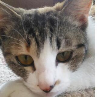 更新しました！綺麗な三毛猫です。可愛がってくださるかた募集してます！