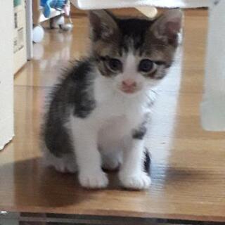 キジ白ちゃんトライアル中