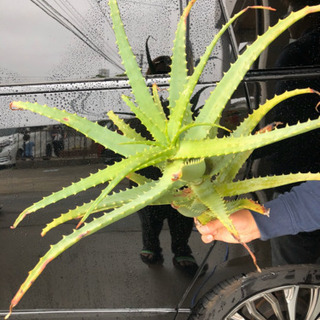 アロエ切り株の画像