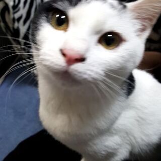 仔猫.成猫.老猫の里親さん募集☆
