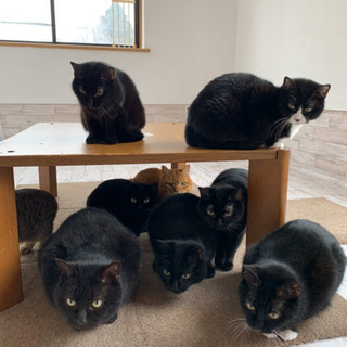 かわいい猫たちのお世話をしてみませんか🐱？？の画像