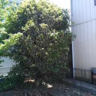 庭木の剪定（キンモクセイ・ヤマボウシ）