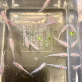 流星メダカ・白メダカ・みゆきメダカの画像