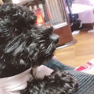 里親さん募集　プードルとポメラニアンのミックスです！