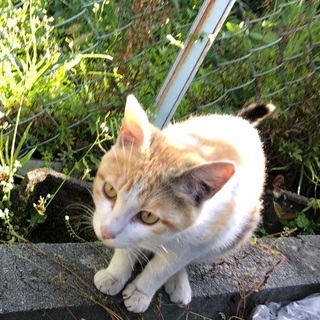 生後半年ほどの三毛猫（飼い主がいないこと確認済みです）