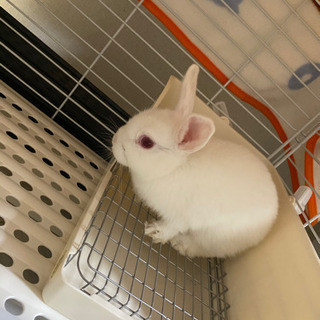 うさぎ里親募集します
