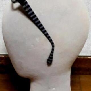 急募🔊未使用に近い❕レンズ無しメガネ👓 コスプレ等に❇️の画像