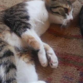 更新しました！綺麗な三毛猫です。可愛がってくださるかた募集してます！ − 鳥取県