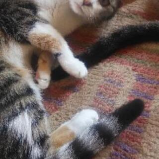 更新しました！綺麗な三毛猫です。可愛がってくださるかた募集してます！ - 里親募集