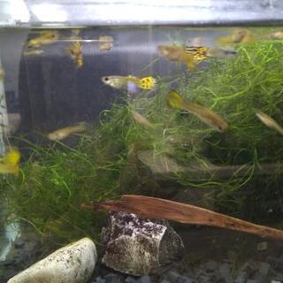 熱帯魚　交換しませんか？　