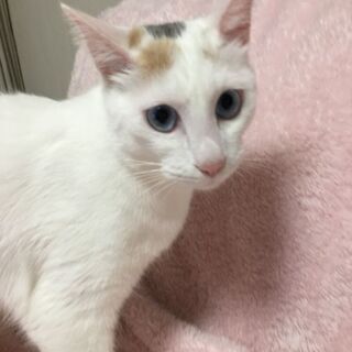 ブルーの瞳の白キジ 女 1才  変わり種だと思います。しっぽのし...