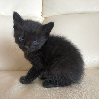 子猫