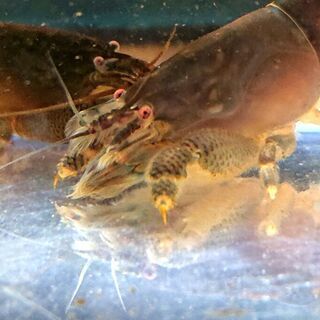 アフリカンロックシュリンプ 💪🦐(ジャイアント淡水、熱帯魚、アク...