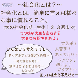 ◇zoomオンライン◇子犬の社会化について知っておきたいこと&飼い主交流会の画像