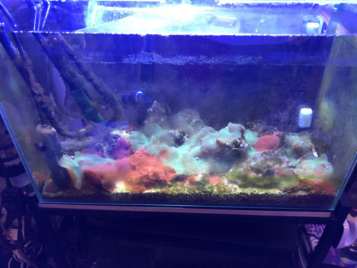 海水水槽セット　マリンアクアリウム　生体付き