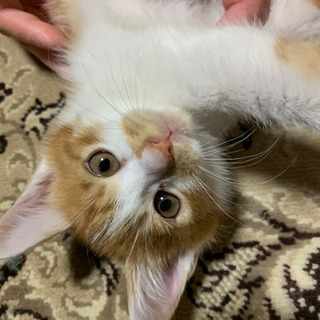 話合中‼️募集一時停止します💦夫の実家で猫が出産　人馴れ済み