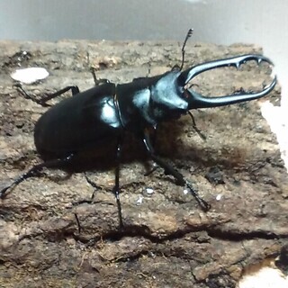 ギラファノコギリクワガタ　ボロブドゥール亜種　♂のみ（手渡し限定）
