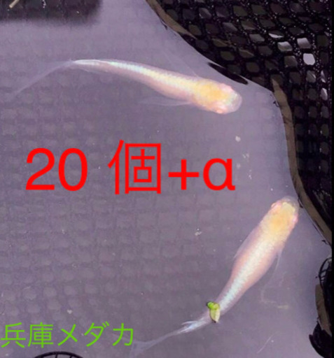【兵庫メダカ】王妃　有精卵20個 +α 王妃メダカ