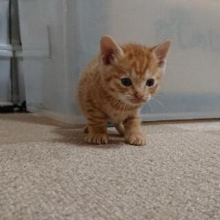 子猫里親募集