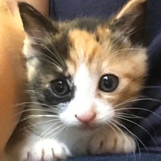 可愛い三毛❣️生後1ヶ月♀
