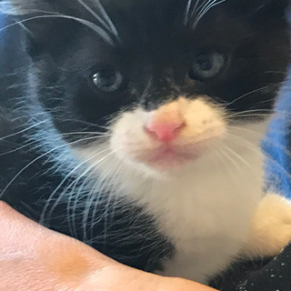 実物は、もっと可愛い❗️生後1ヶ月♂