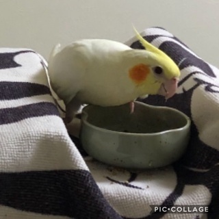 オカメインコをさがしています。