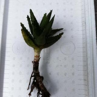 多肉植物(名前不明)　翡翠殿?不夜城？