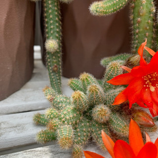 サボテン 白檀 紐サボテン の子株(無料)の画像