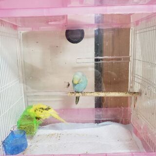 セキセイインコレインボー2羽ハルクイン1羽