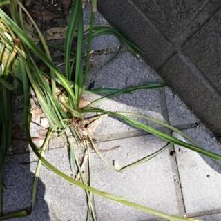 オリヅルラン①