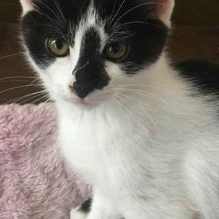 子猫の飼い主探してます