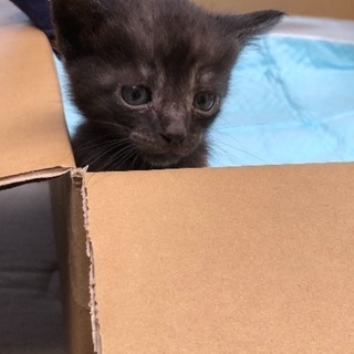 飼い主さん募集