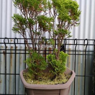 植木⑭