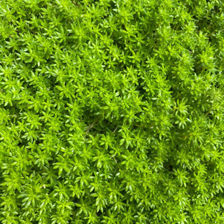 セダム　たっぷり200g以上　モリムラ万年草 抜き苗　多肉植物